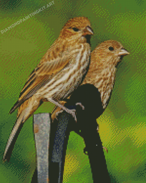 House Finch Birds Diamond Paintings