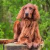 Irish Setter Diamond Paintings