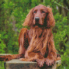 Irish Setter Diamond Paintings