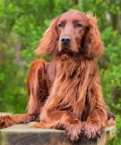 Irish Setter Diamond Paintings