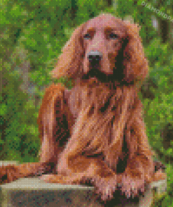 Irish Setter Diamond Paintings