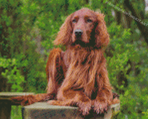 Irish Setter Diamond Paintings