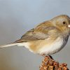 Junco Bird Animal Diamond Paintings