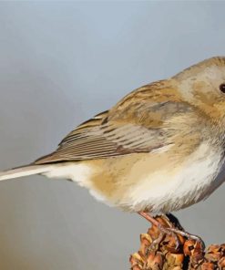 Junco Bird Animal Diamond Paintings