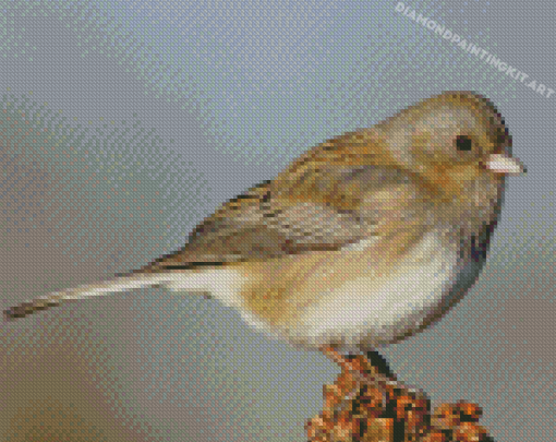 Junco Bird Animal Diamond Paintings