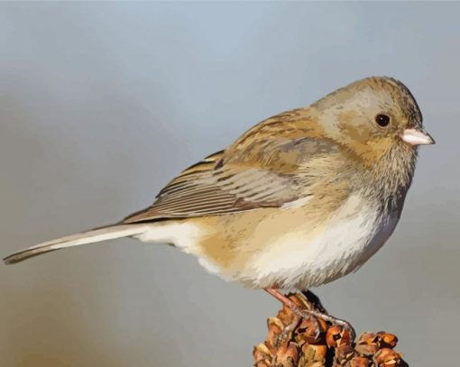 Junco Bird Animal Diamond Paintings