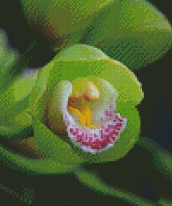 Lady Slipper Flower Diamond Paintings