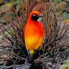 Masked Bowerbird Diamond Paintings