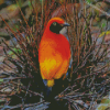 Masked Bowerbird Diamond Paintings