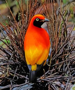 Masked Bowerbird Diamond Paintings