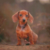 Mini Dachshund Diamond Paintings