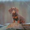 Miniature Dachshund Dog Diamond Paintings