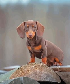 Miniature Dachshund Dog Diamond Paintings