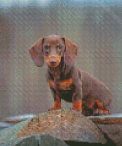 Miniature Dachshund Dog Diamond Paintings