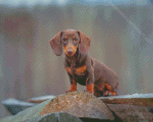 Miniature Dachshund Dog Diamond Paintings