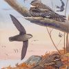 Nighthawk Bird Family Diamond Paintings