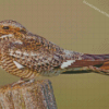 Nighthawk Bird Diamond Paintings