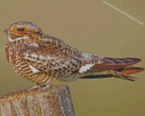 Nighthawk Bird Diamond Paintings