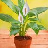 Peace Lily Plant Diamond Paintings