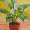 Peace Lily Plant Diamond Paintings