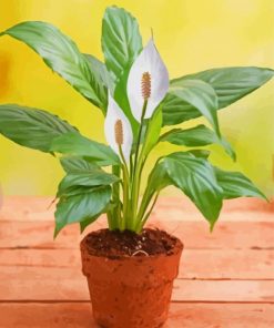 Peace Lily Plant Diamond Paintings