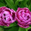 Purple Peony Tulip Flowers Diamond Paintings