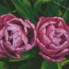 Purple Peony Tulip Flowers Diamond Paintings