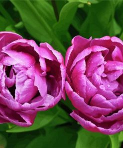 Purple Peony Tulip Flowers Diamond Paintings