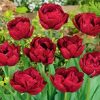 Red Peony Tulip Flowers Diamond Paintings