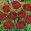 Red Peony Tulip Flowers Diamond Paintings