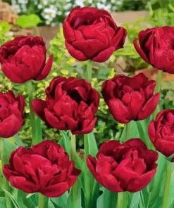 Red Peony Tulip Flowers Diamond Paintings