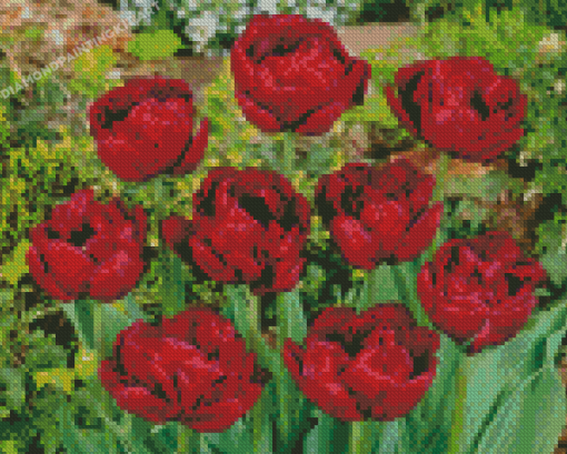 Red Peony Tulip Flowers Diamond Paintings