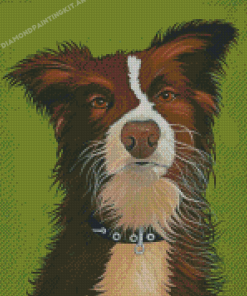 Red And White Border Collie Dog Animal Diamond Paintings