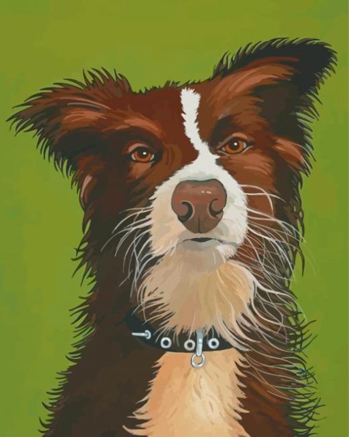 Red And White Border Collie Dog Animal Diamond Paintings