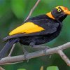 Regent Bowerbird Diamond Paintings