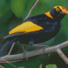 Regent Bowerbird Diamond Paintings