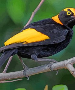 Regent Bowerbird Diamond Paintings