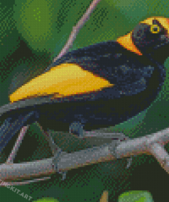 Regent Bowerbird Diamond Paintings