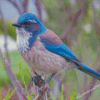 Scrub Jay Bird Diamond Paintings