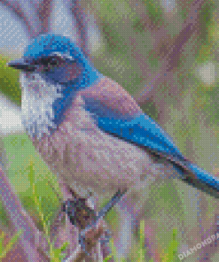 Scrub Jay Bird Diamond Paintings