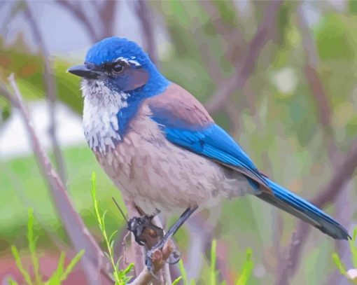 Scrub Jay Bird Diamond Paintings