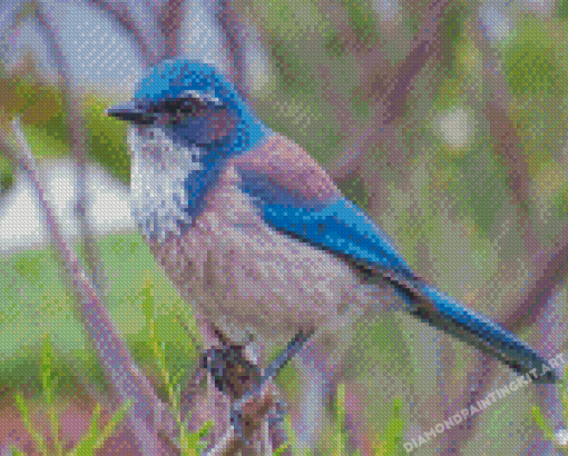 Scrub Jay Bird Diamond Paintings