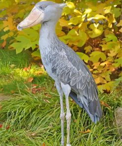 Shoebill Bird Diamond Paintings