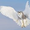 Snowy Owl Diamond Paintings