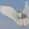 Snowy Owl Diamond Paintings