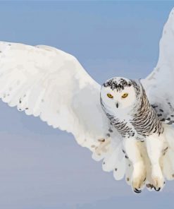 Snowy Owl Diamond Paintings