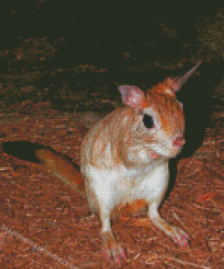 South African Springhare Rodent Diamond Paintings