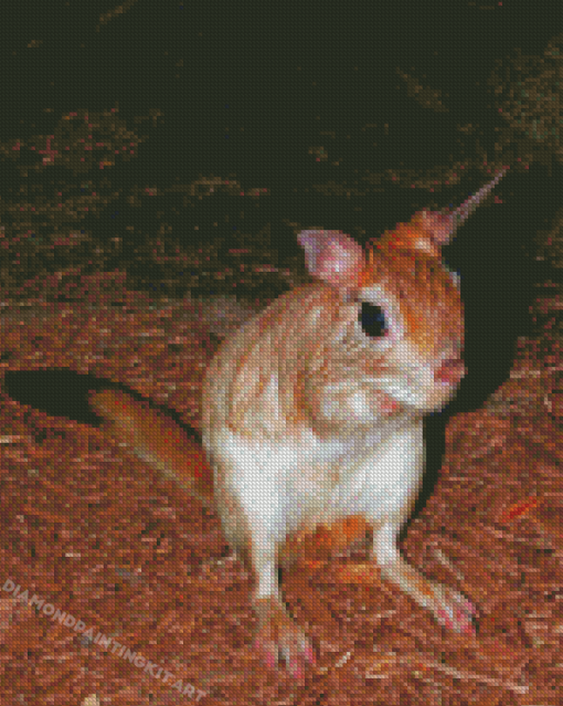 South African Springhare Rodent Diamond Paintings