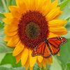 Sunflower Butterfly Diamond Paintings