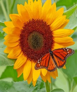 Sunflower Butterfly Diamond Paintings